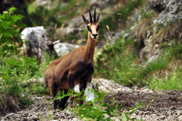 Wild goat female